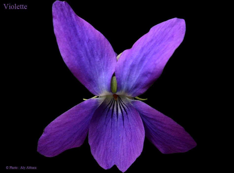 Violette des bois - Viola sylvestris - Famille des Violaceae - بنفسج الغابة - من فصيلة البنفسجيات