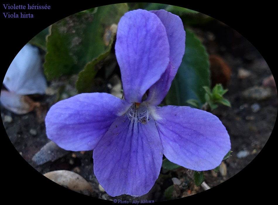 La fleur de la violette hérissée - Viola hirta - Famille des Violaceae - البنفسج ذو الوبر - من فصيلة البنفسجيات