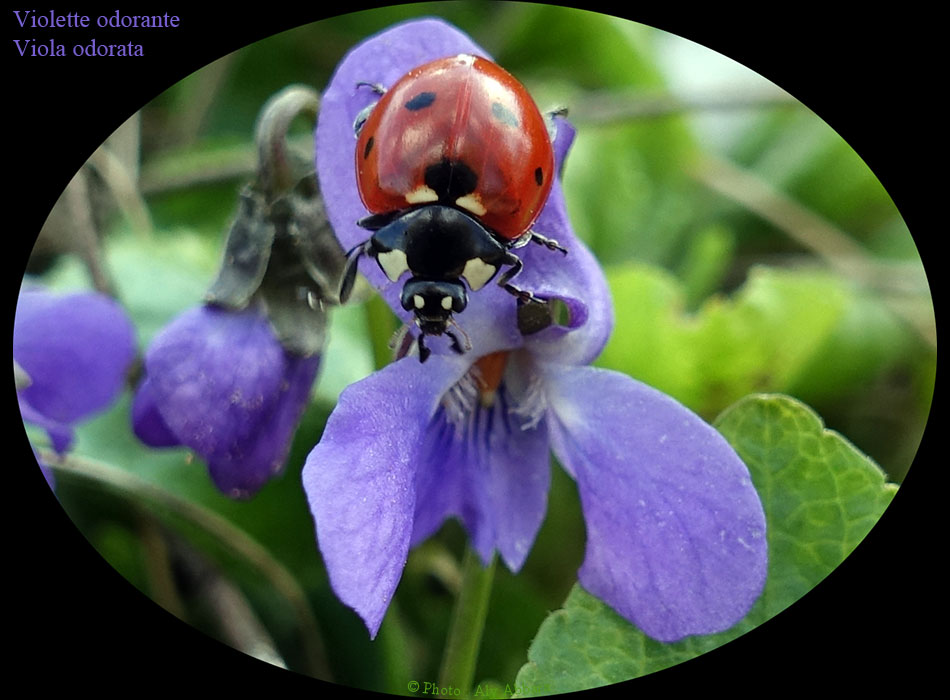 Violette odorante - Viola odorata - Famille des Violaceae - البنفسج العطري - من فصيلة البنفسجيات