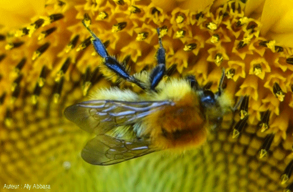 Bourdon se nourrisant sur une fleur de tournesol