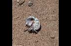 Un petit crabe utilisant un coquillage comme un moyen de protection lors de ses déplacements -  سَلْطَعون صغير يستعمل صدفة أحد الرخويات للإحتماء داخلها في تنقلاته