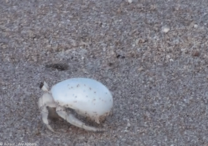 Un petit crabe utilisant un coquillage comme un moyen de protection lors de ses déplacements -  سَلْطَعون صغير يستعمل صدفة أحد الرخويات للإحتماء داخلها في تنقلاته