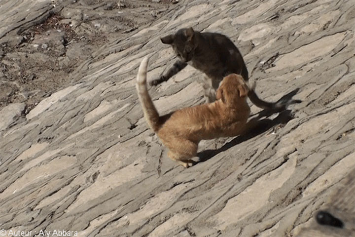 Discorde musclée entre chatte et chat - خلاف عدواني ما بين قطة وقط