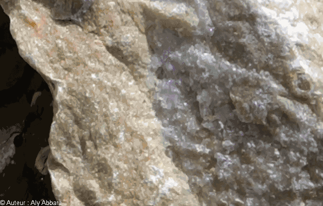 جيشٌ من النمل ينقل حبوب النبات إلى مستعمرته