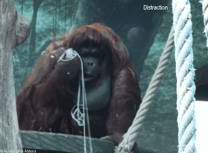 Orang-outan se distrait en jouant avec des fils  -إنسان الغاب يضيع الوقت بالهو بكبة من الخيوط