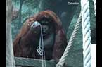 Orang-outan se distrait en jounat avec des fils
