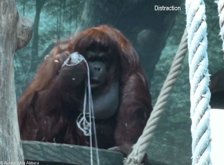 Orang-outan se distrait en jouant avec des fils  -إنسان الغاب يضيع الوقت بالهو بكبة من الخيوط
