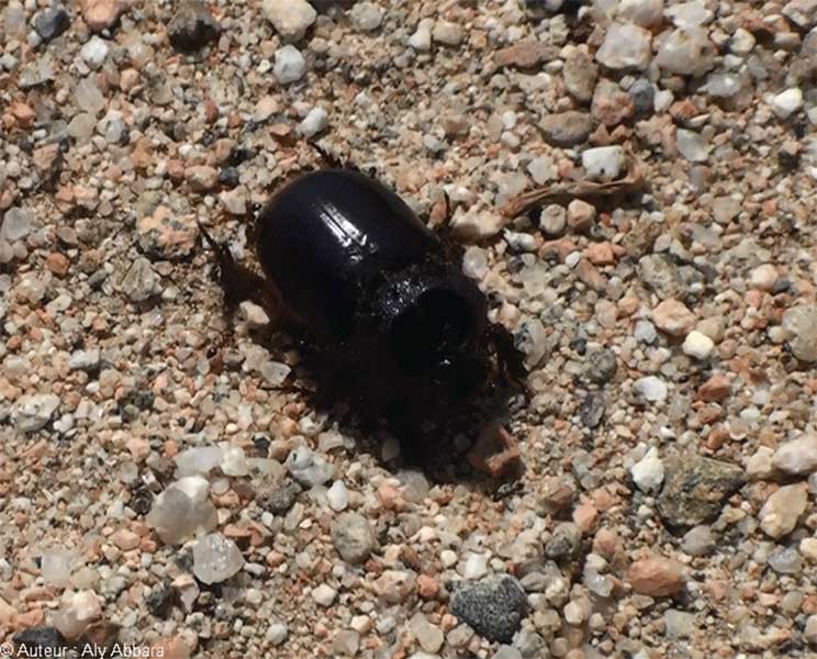 Armée de fourmis attaquant un scarabée -  جيشٌ من النمل يهاجم جُعْلاً (جُعْراناً)