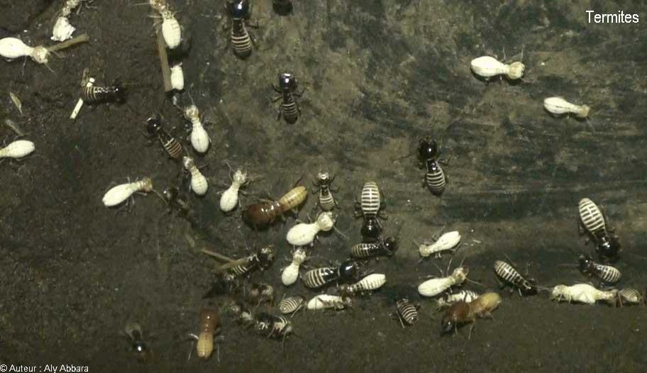 Termites en colonie -مستعمرة من دود الخشب (أرْضة أو سُرْفة)