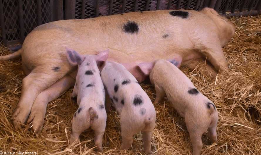Truie allaitant ses trois porcelets - أنثى الخنزير ترضع صِغارها الثلاث