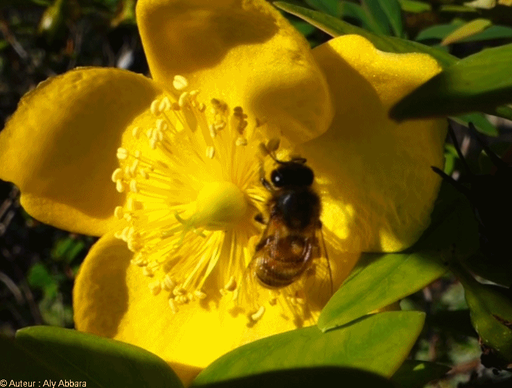 الألف متاهة