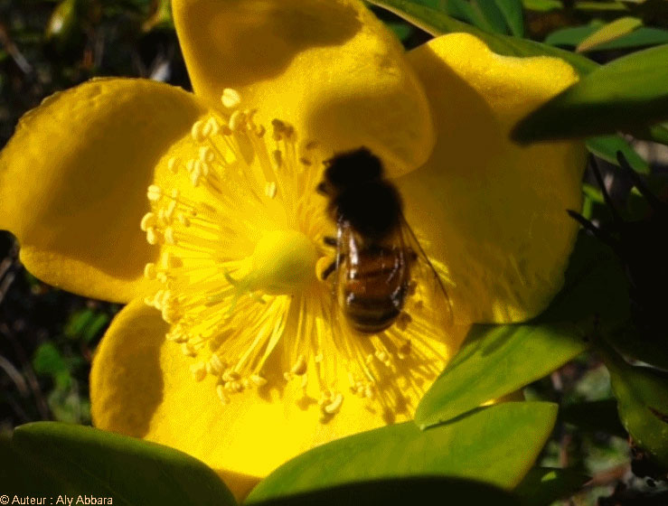 الألف متاهة