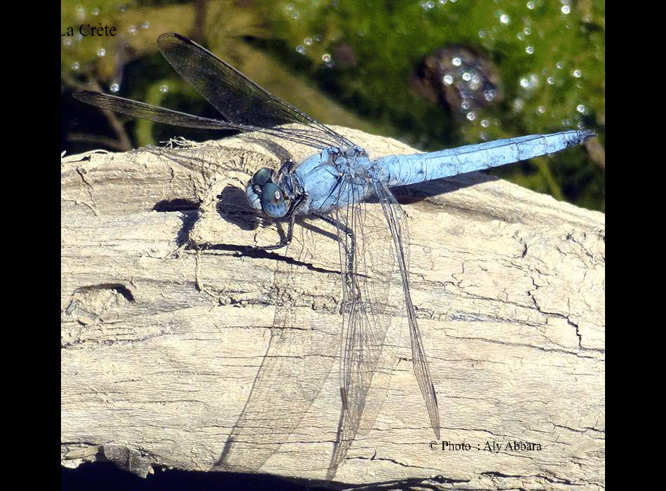 Libellules bleues - ïle de Crète