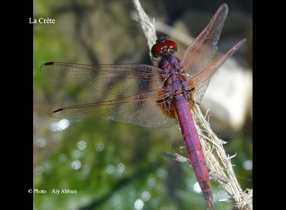 Libellules rouges : une variété photographiée sur l'Île de la CRÈTE