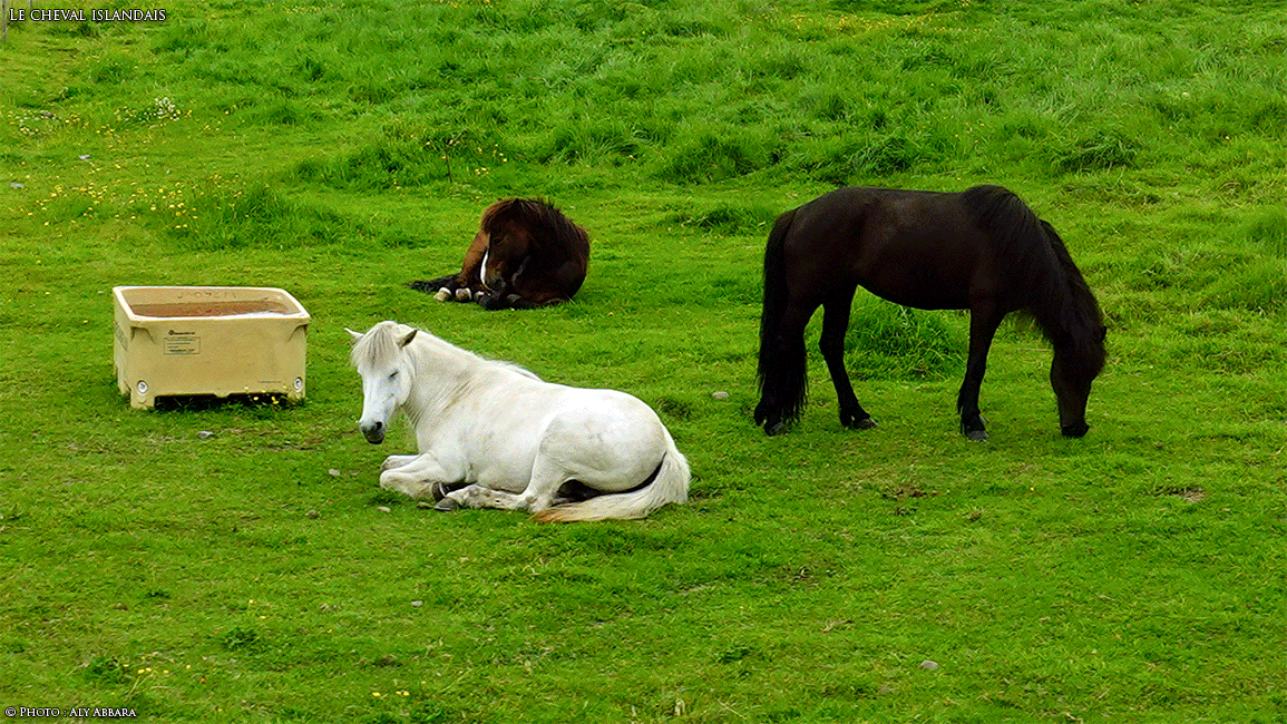 Islande (Iceland) - Le Cheval islandais - Auto diaporama répétitif d'images prises à proximité de l'animal