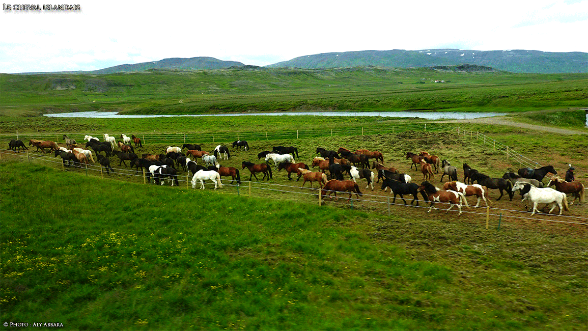 Islande (Iceland) - Le Cheval islandais - Auto diaporama répétitif d'images prises à distance de l'animal