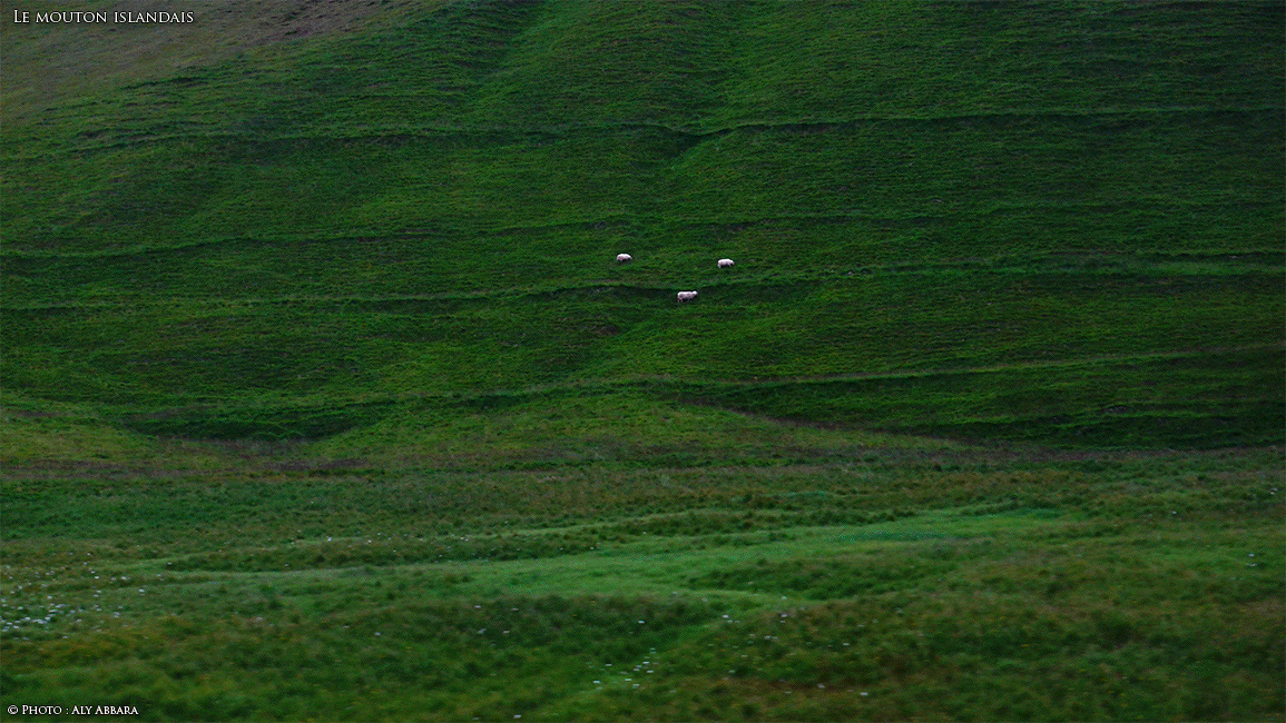 Islande (Iceland) - Le Mouton islandais - Auto diaporama répétitif d'images prises à distance de l'animal