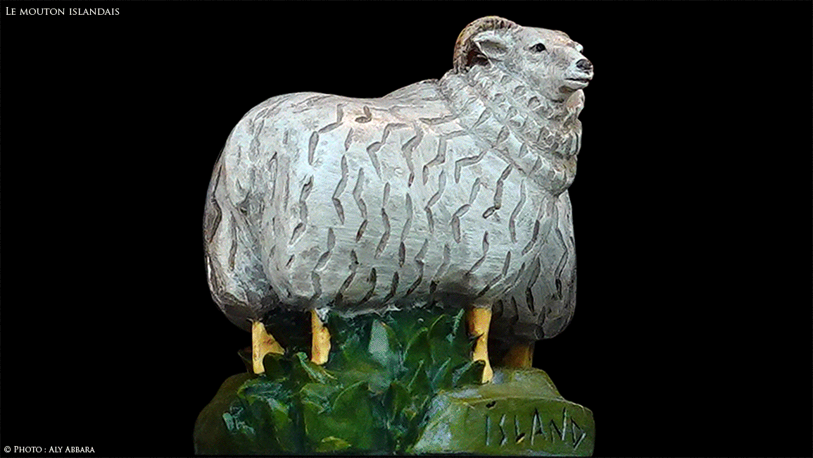 Islande (Iceland) - Le Mouton islandais - Auto diaporama répétitif d'images prises à proximité de l'animal