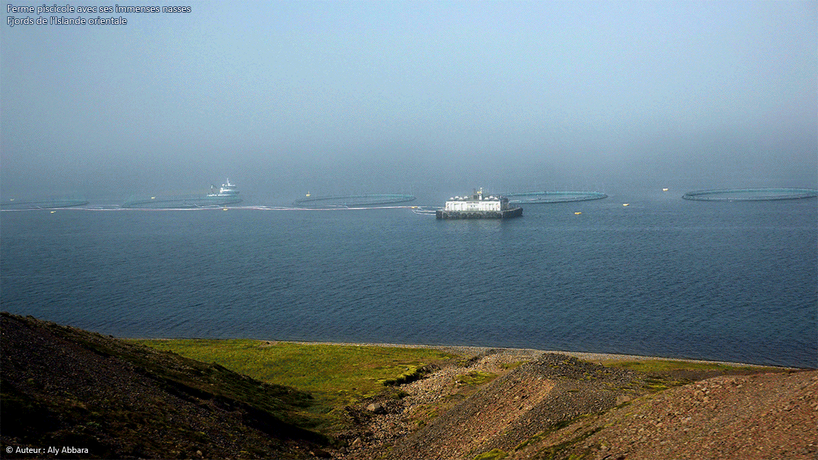 Islande (Iceland) orientale - Fermes piscicoles (de pisciculture : élevage de poissons) avec leurs vastes nasses