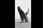 Baleine à bosse - Saut vertical à l'extérieur de l'eau