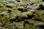 Islande (Iceland) - Eldhraun - champs de mousses et de laves en coussins