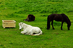 Islande (Iceland) - Le Cheval islandais - Auto diaporama répétitif d'images prises à distance de l'animal