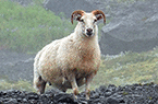 Islande (Iceland) - Le Mouton islandais - Auto diaporama répétitif d'images prises à distance de l'animal