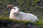 Islande (Iceland) - Le Mouton islandais - Auto diaporama répétitif d'images prises à proximité de l'animal