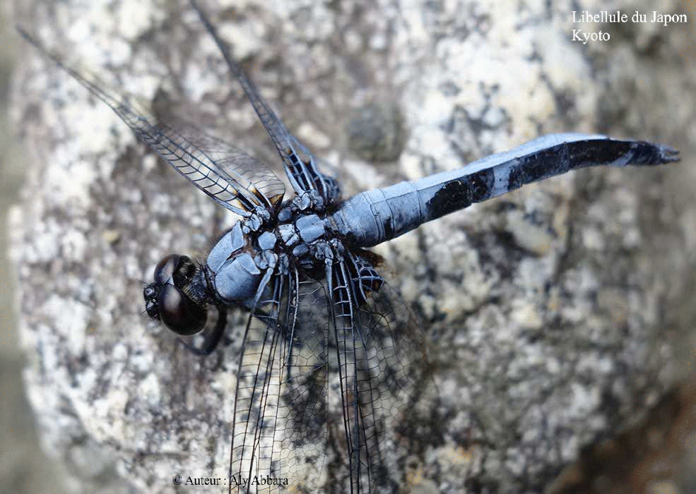 Libellule : un symbole du Japon