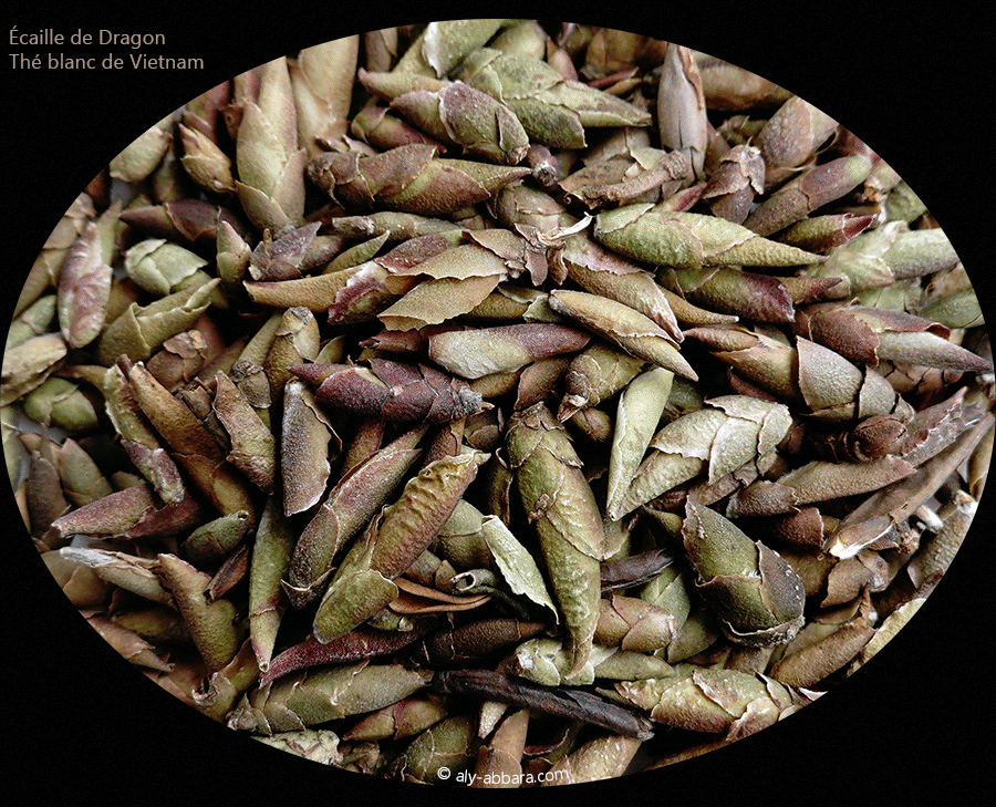 Thé Écailles de dragon - Vietnam