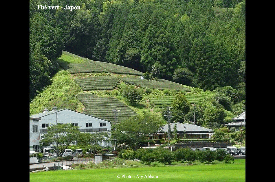 La culture du thé au Japon