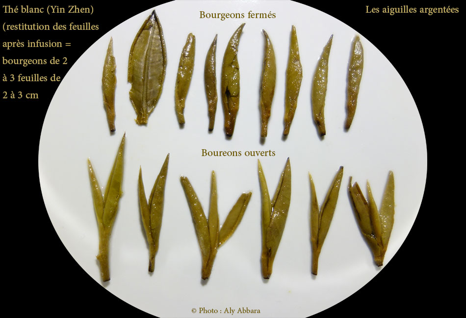 Thé blanc (Yin Zhen)