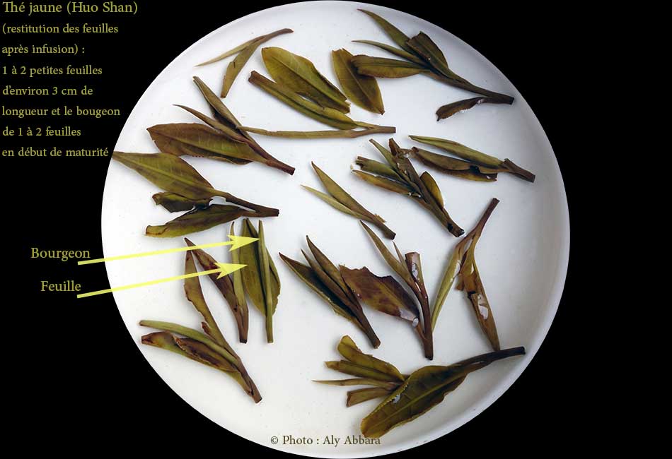 Thé jaune (Huo Shan) - les restituées après infusion