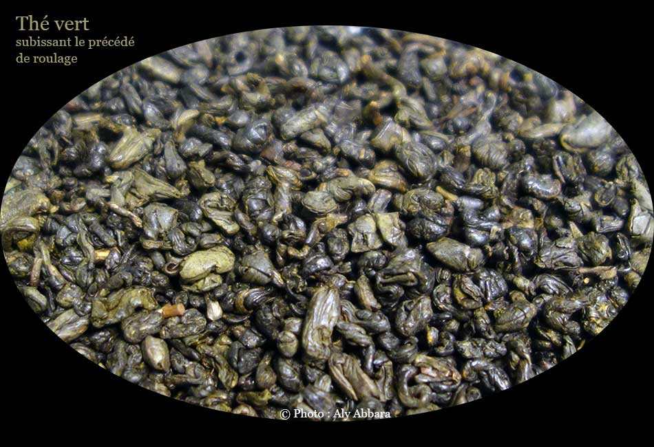 Thé vert subissant le précédé de roulage lors de sa fabrication