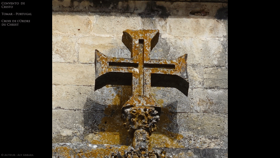 Chêne-liège - Quercus suber