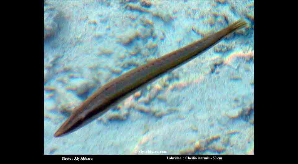 Égypte - Mer Rouge : poisson Labre-cigare