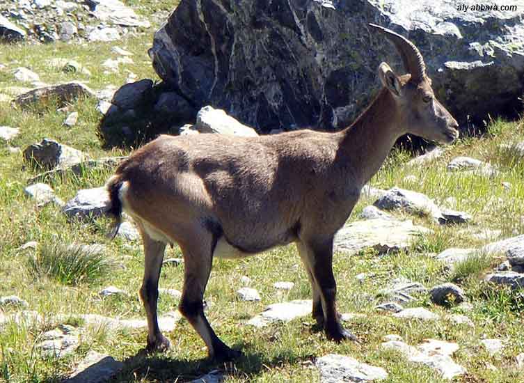 Chamois du Nid d'Aigle