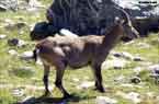 Chamois du Nid d'Aigle près du Glacier Bionnassay