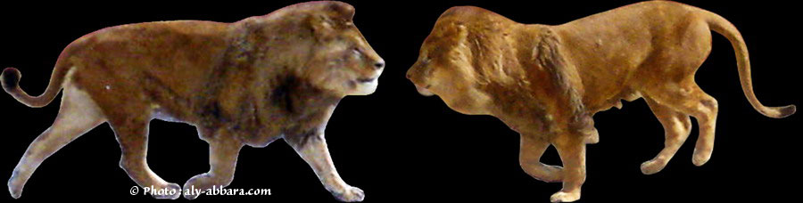 Lions de Puy du fou (Vandée)