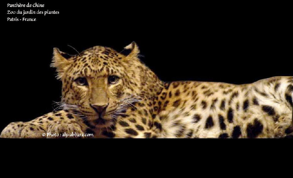 Panthère de Chine  -  Ménagerie du jardin des plantes - Paris Ve - France