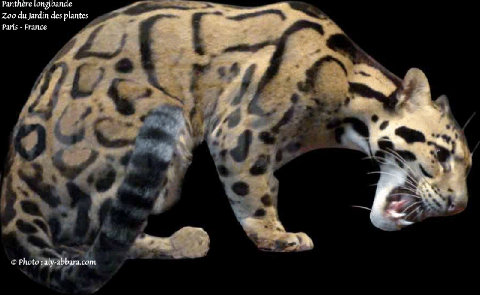 Panthère longibande - Ménagerie du jardin des plantes - Paris Ve - France 