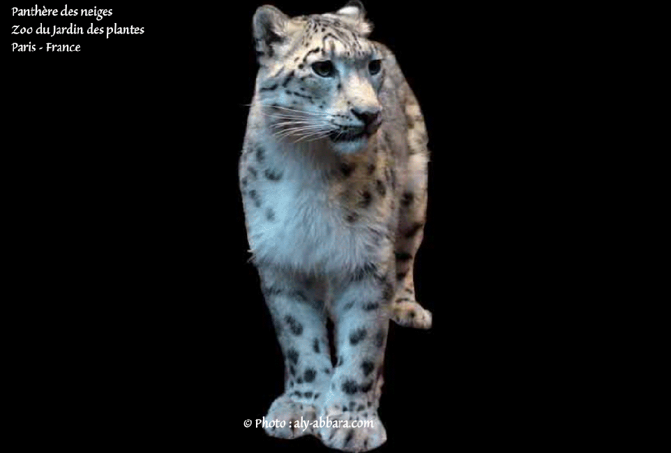 Panthère des neiges -  Ménagerie du jardin des plantes - Paris Ve - France