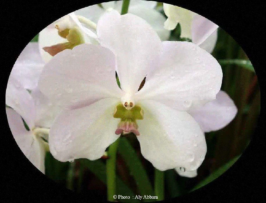 Une série d'images des plus belles orchidées de l'Indonésie et du Singapour