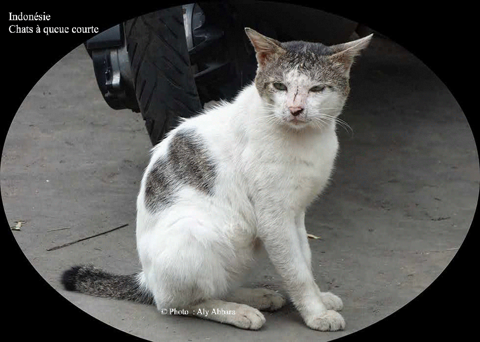Indonésie : chats à queue courte (chats micro-oures)