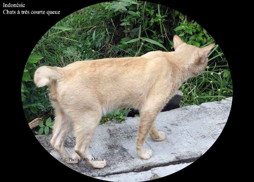 Indonésie : chats à queue très courte (chats micro-oures)