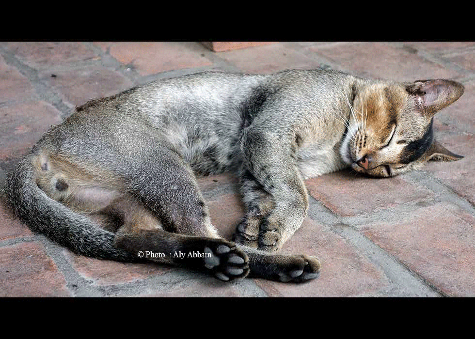 Indonésie : chats à queue très courte (chats micro-oures)