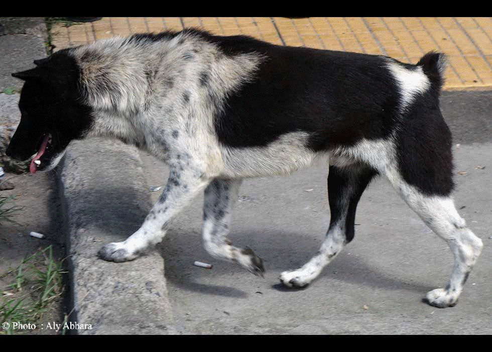 Indonésie : un chien sans queue (chien anoure) et un chien à queue normale