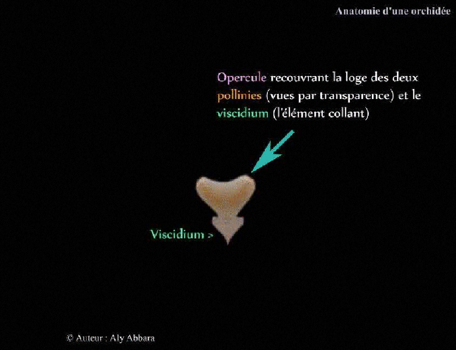 Image photographique analysant l'anatomie descriptive d'une orchidée