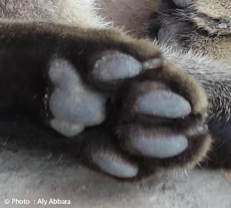 Patte d'un chat normal