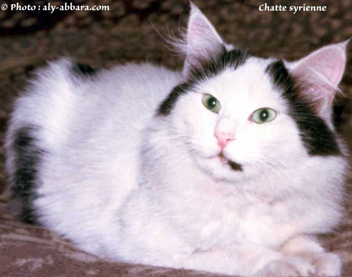 Lions de Puy du fou (Vandée)